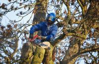 Five Star Tree Services image 42